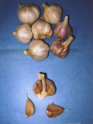 Charlie's Gourmet Garlic: Hardneck and Softneck Varieties