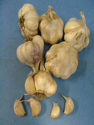 Charlie's Gourmet Garlic: Hardneck and Softneck Varieties